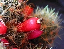 Mammillaria prolifera (2).jpg